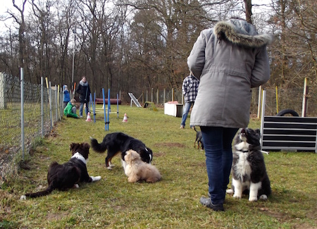 welpen-05