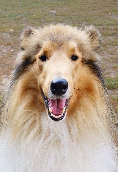 Hundefreunde Hergershausen Hund Codi Hundefreunde Hergershausen Hund Codi